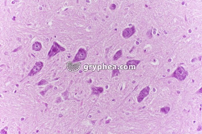 Encéphale CL coupe totale x100 - gryphea.com